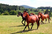 /album/fotogalerie-farma-blanik-zabavni-park-pro-deti/farma-blanik-kone-jpg/